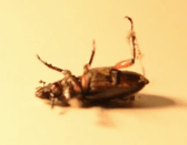 Screen Shot 2016-05-03 at 2.09.39 PM